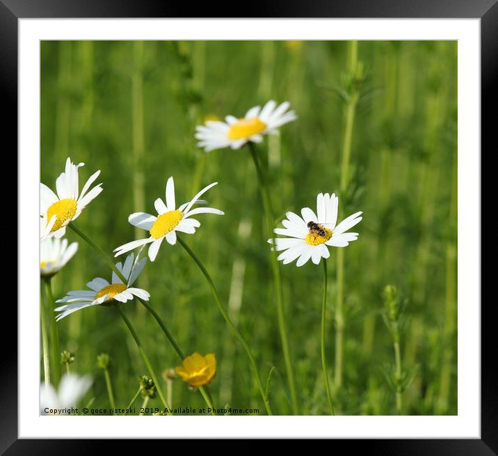 meadow with white wild flowers and bee Framed Mounted Print by goce risteski