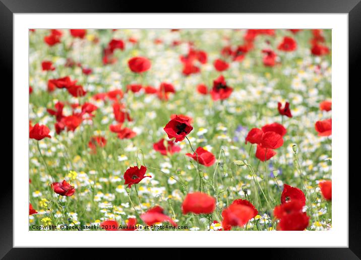 red and white flowers spring season Framed Mounted Print by goce risteski