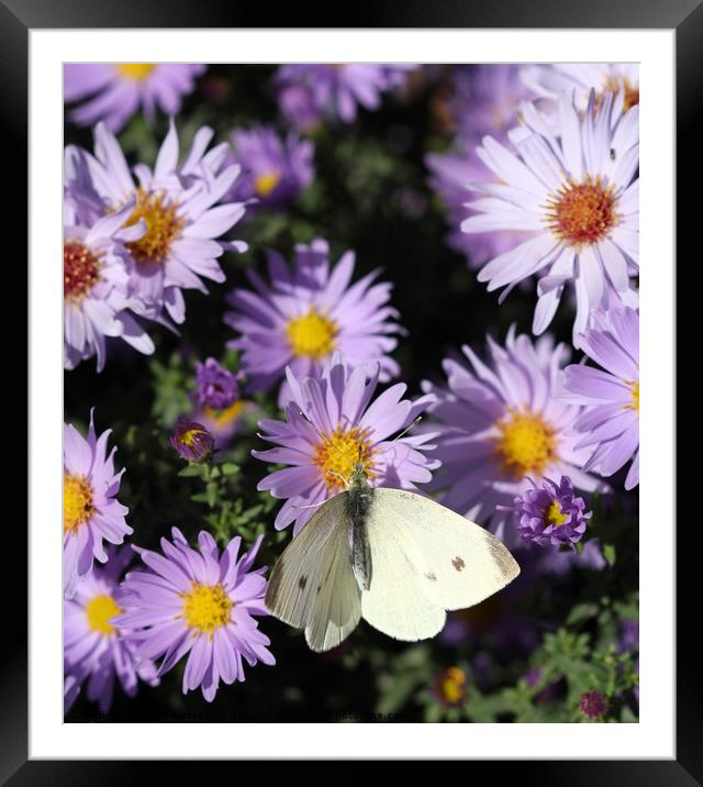 butterfly on colorful spring flower nature backgro Framed Mounted Print by goce risteski