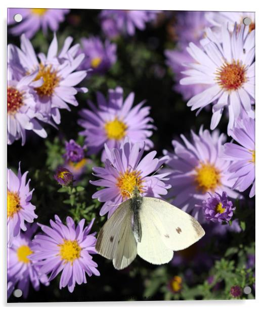 butterfly on colorful spring flower nature backgro Acrylic by goce risteski