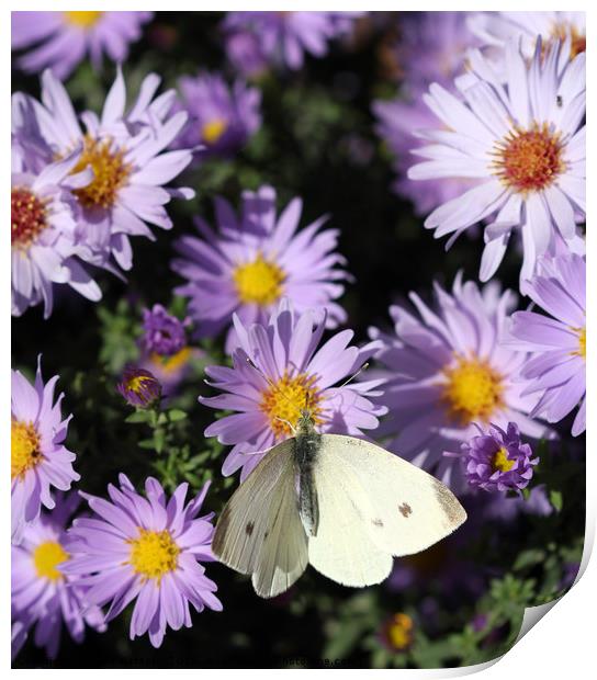 butterfly on colorful spring flower nature backgro Print by goce risteski