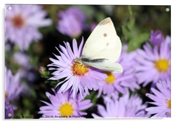 butterfly on flower close up Acrylic by goce risteski