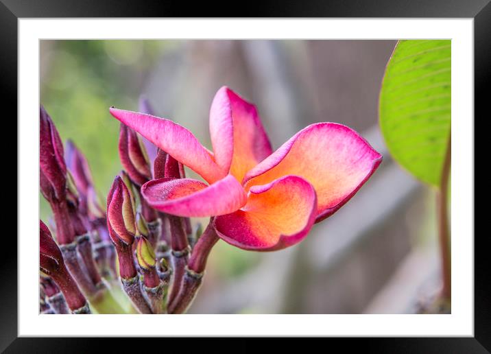 Siem Reap Flora Framed Mounted Print by David Hare