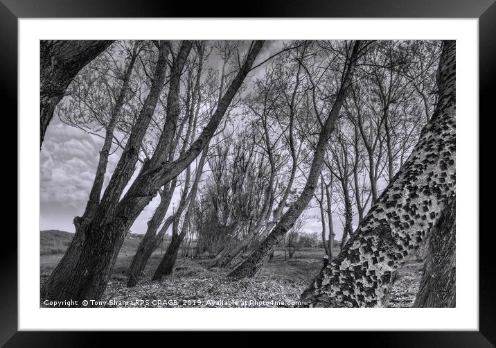 WOODLAND BANK Framed Mounted Print by Tony Sharp LRPS CPAGB