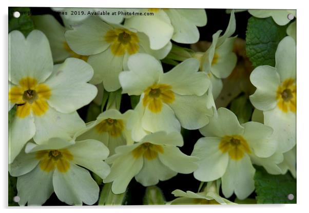 Springtime Primroses Acrylic by Jim Jones