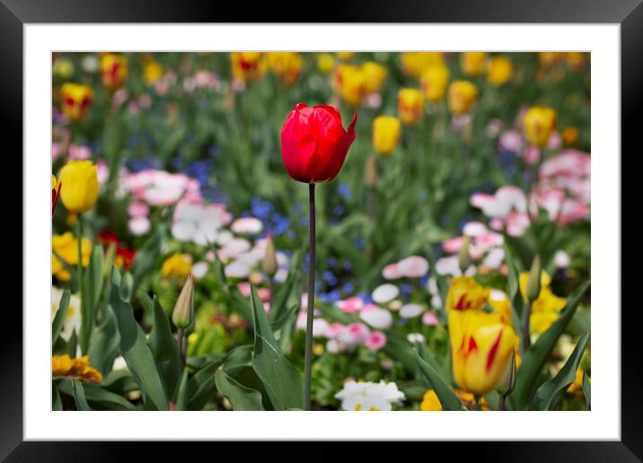 Stand out from the crowd Framed Mounted Print by Leighton Collins