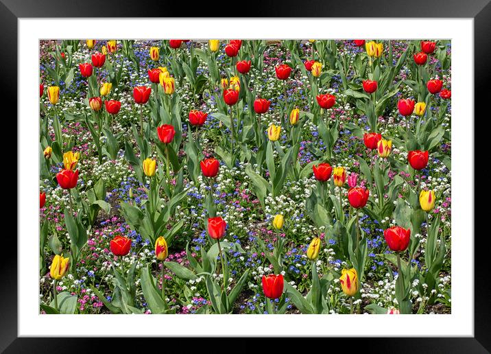 A field of tulips Framed Mounted Print by Leighton Collins