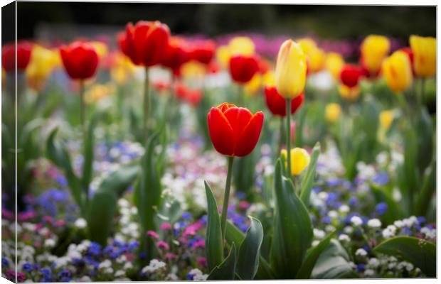 A field of mixed tulips Canvas Print by Leighton Collins