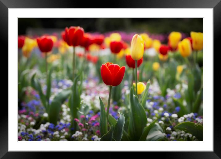 A field of mixed tulips Framed Mounted Print by Leighton Collins