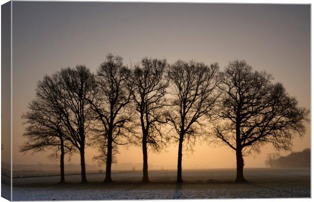 Row of trees at sunrise Canvas Print by John Stuij
