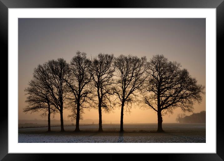 Row of trees at sunrise Framed Mounted Print by John Stuij