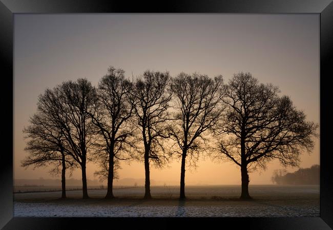 Row of trees at sunrise Framed Print by John Stuij