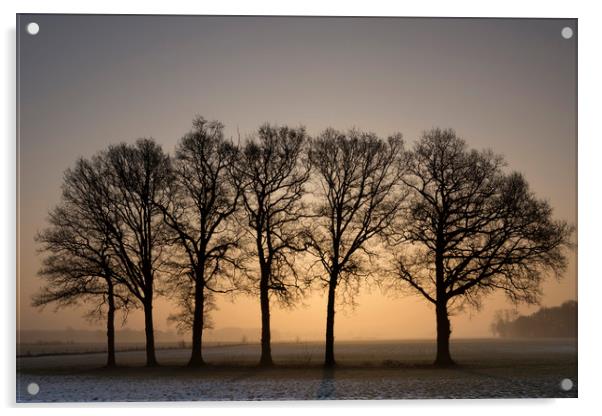 Row of trees at sunrise Acrylic by John Stuij