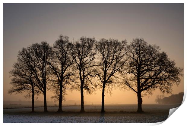 Row of trees at sunrise Print by John Stuij