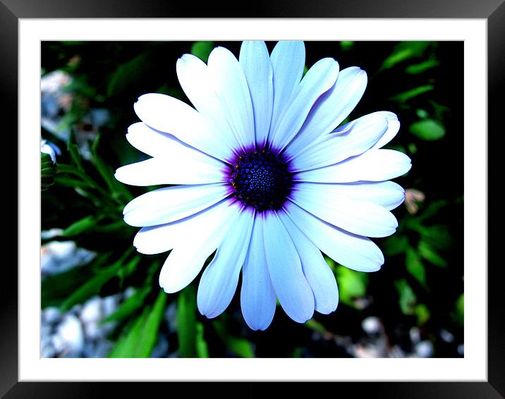 Pansy looking flower Framed Mounted Print by John Black