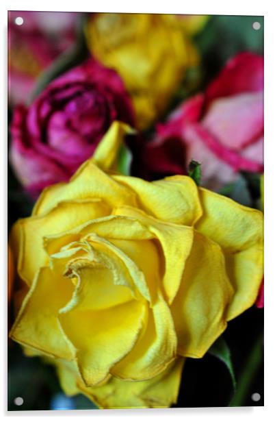 Yellow Pink And Red Rose's Summer Flowers Acrylic by Andy Evans Photos