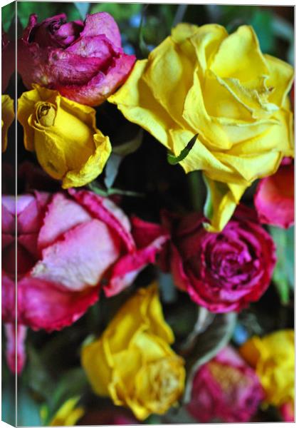 Yellow Pink And Red Rose's Summer Flowers Canvas Print by Andy Evans Photos