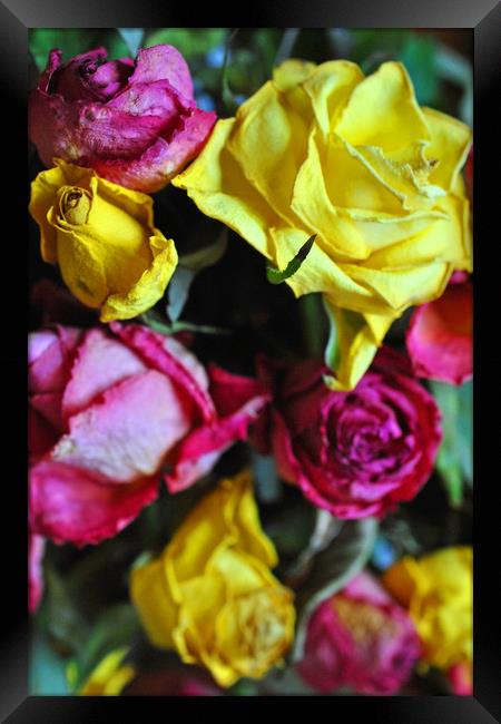 Yellow Pink And Red Rose's Summer Flowers Framed Print by Andy Evans Photos
