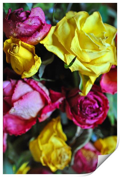Yellow Pink And Red Rose's Summer Flowers Print by Andy Evans Photos