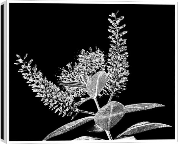 Modern Flower.Black+White. Canvas Print by paulette hurley