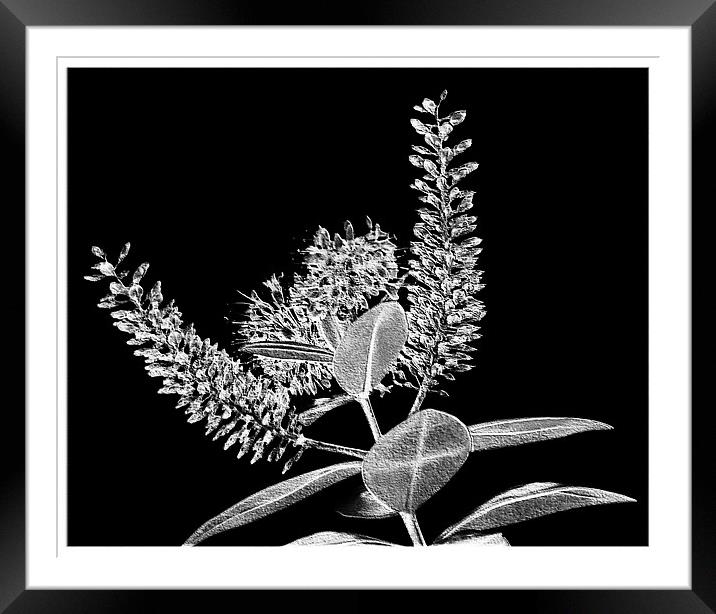 Modern Flower.Black+White. Framed Mounted Print by paulette hurley