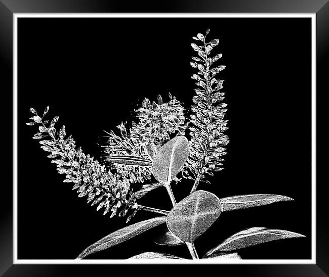 Modern Flower.Black+White. Framed Print by paulette hurley