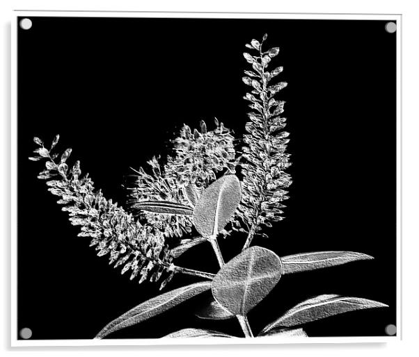Modern Flower.Black+White. Acrylic by paulette hurley