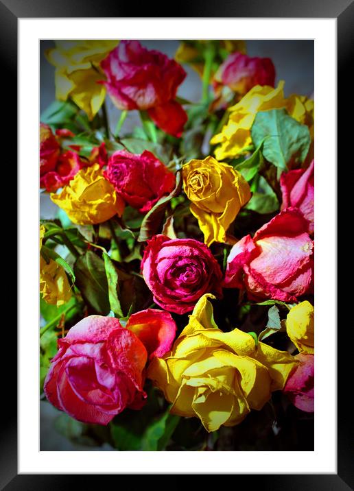 Yellow Pink And Red Rose's Summer Flowers Framed Mounted Print by Andy Evans Photos