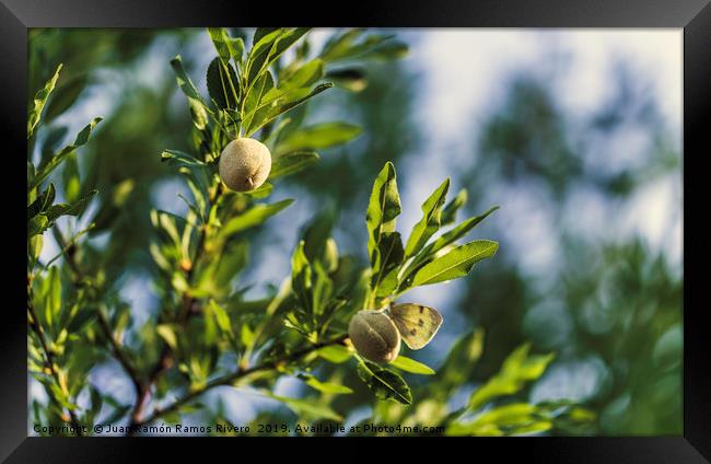 Young fresh almonds growing on a branch of an almo Framed Print by Juan Ramón Ramos Rivero