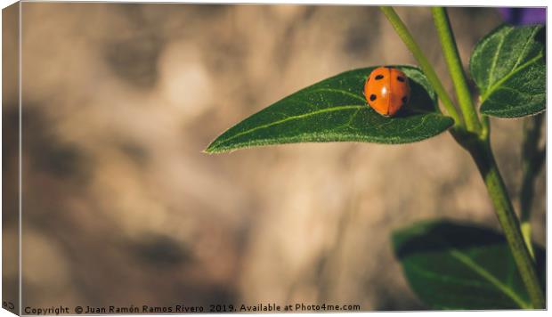 Ladybird on a sunny green leaf with brown backgrou Canvas Print by Juan Ramón Ramos Rivero