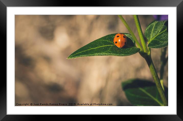 Ladybird on a sunny green leaf with brown backgrou Framed Mounted Print by Juan Ramón Ramos Rivero