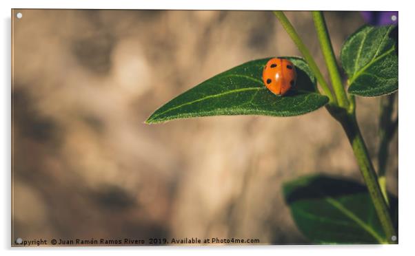 Ladybird on a sunny green leaf with brown backgrou Acrylic by Juan Ramón Ramos Rivero