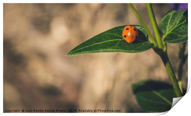 Ladybird on a sunny green leaf with brown backgrou Print by Juan Ramón Ramos Rivero