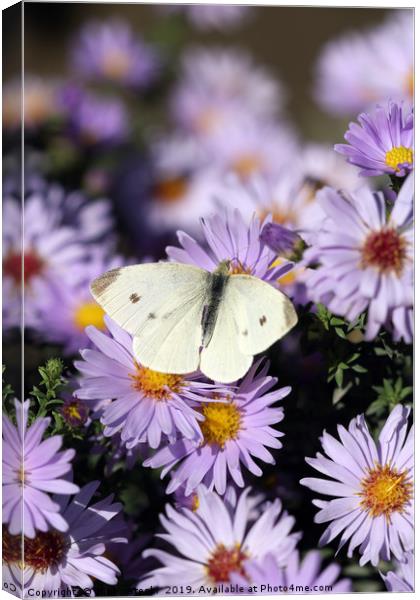 butterfly on flower close up spring season Canvas Print by goce risteski