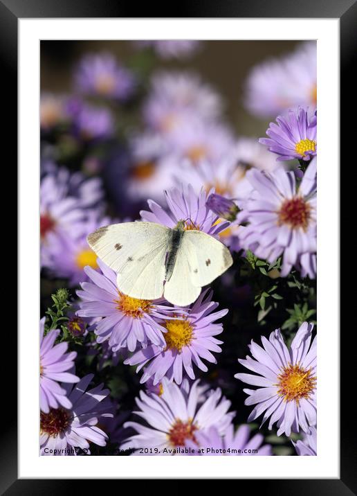 butterfly on flower close up spring season Framed Mounted Print by goce risteski
