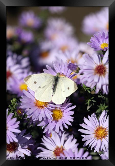 butterfly on flower close up spring season Framed Print by goce risteski