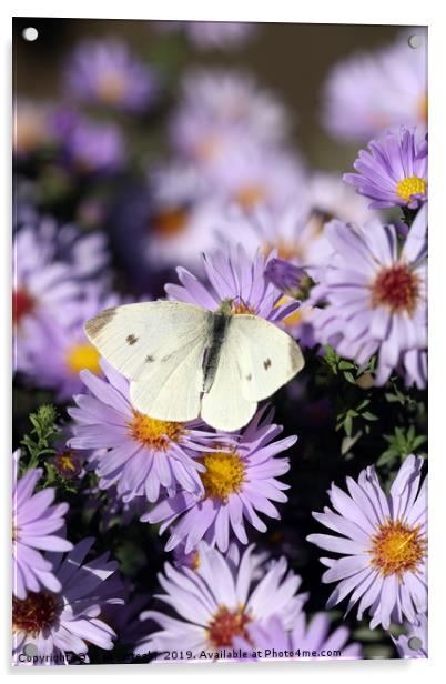 butterfly on flower close up spring season Acrylic by goce risteski
