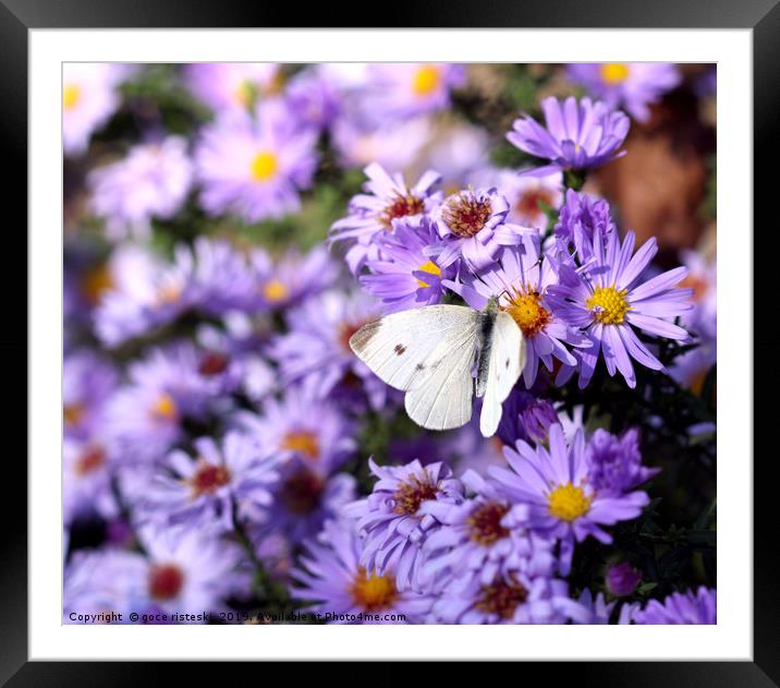 butterfly on flower nature background  Framed Mounted Print by goce risteski