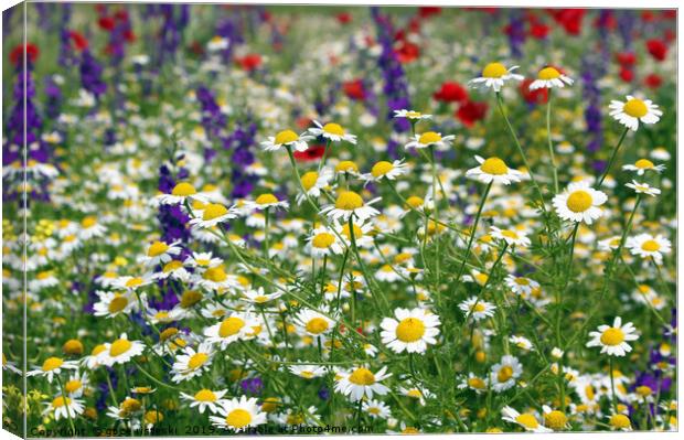 meadow with wild flowers spring season Canvas Print by goce risteski