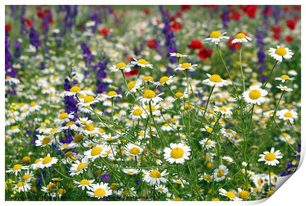 meadow with wild flowers spring season Print by goce risteski