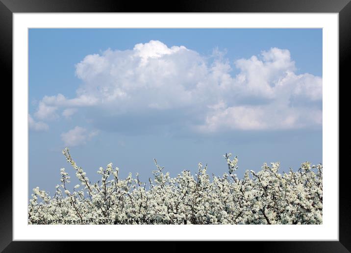 tree branches with white flowers spring season Framed Mounted Print by goce risteski