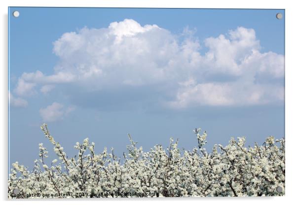 tree branches with white flowers spring season Acrylic by goce risteski