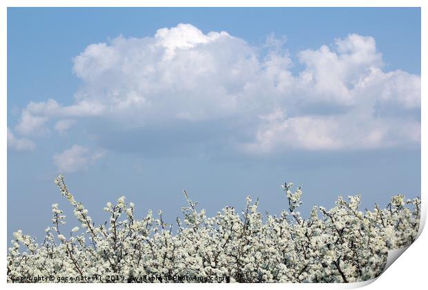 tree branches with white flowers spring season Print by goce risteski