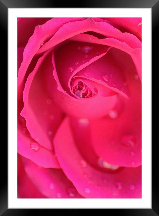 pink rose Framed Mounted Print by Dawn Cox