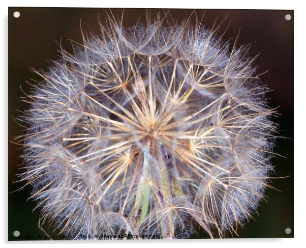 dandelion macro spring season Acrylic by goce risteski
