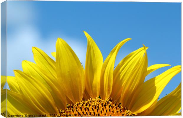 sunflower bright yellow leaf summer season Canvas Print by goce risteski