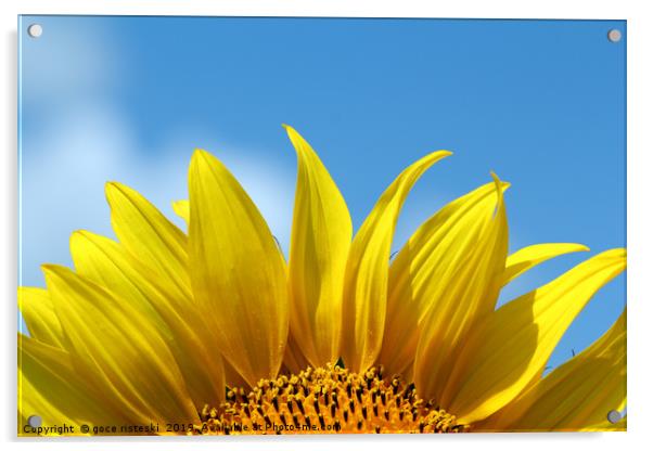 sunflower bright yellow leaf summer season Acrylic by goce risteski