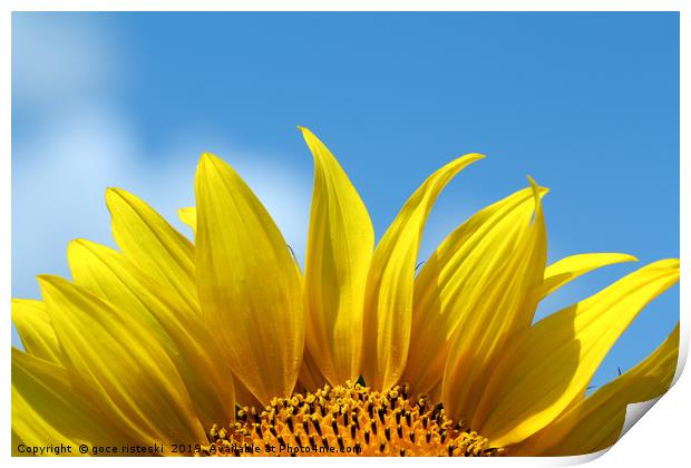 sunflower bright yellow leaf summer season Print by goce risteski