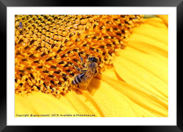 bee on sunflower summer season Framed Mounted Print by goce risteski