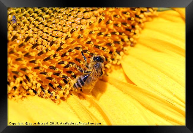 bee on sunflower summer season Framed Print by goce risteski